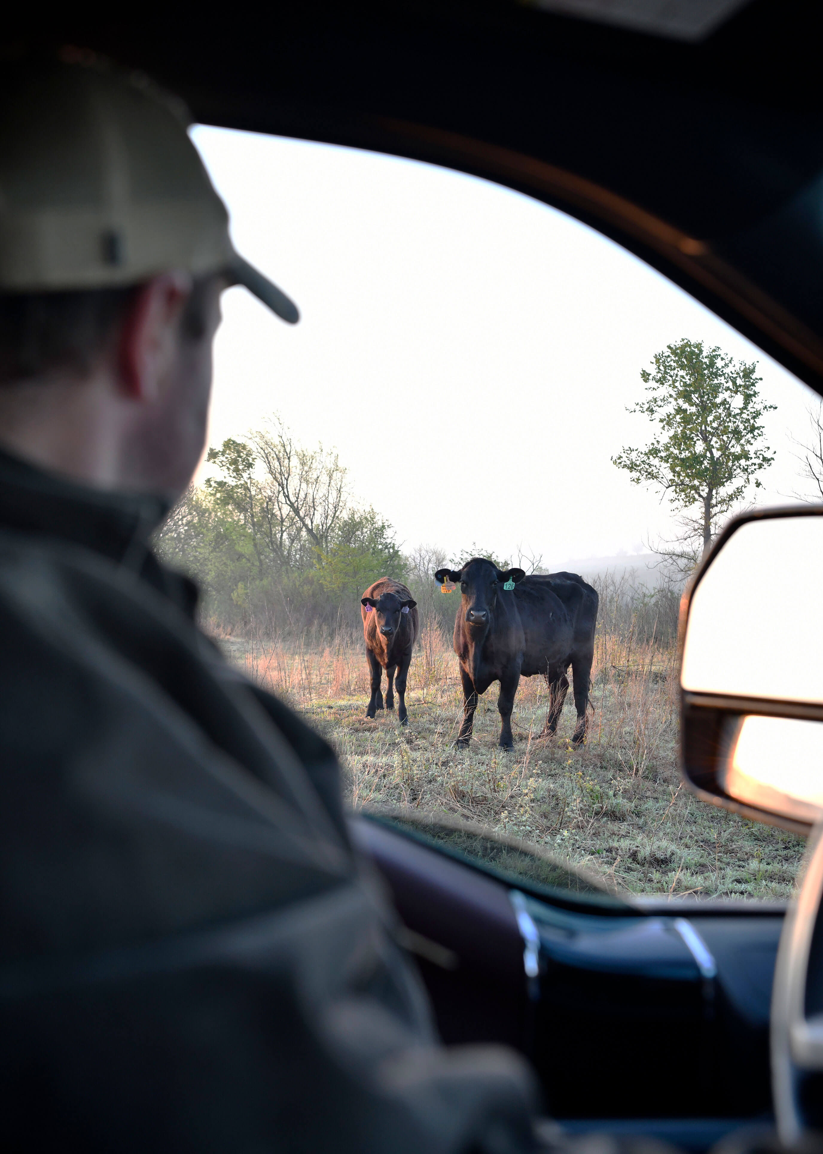 What Is Wagyu?