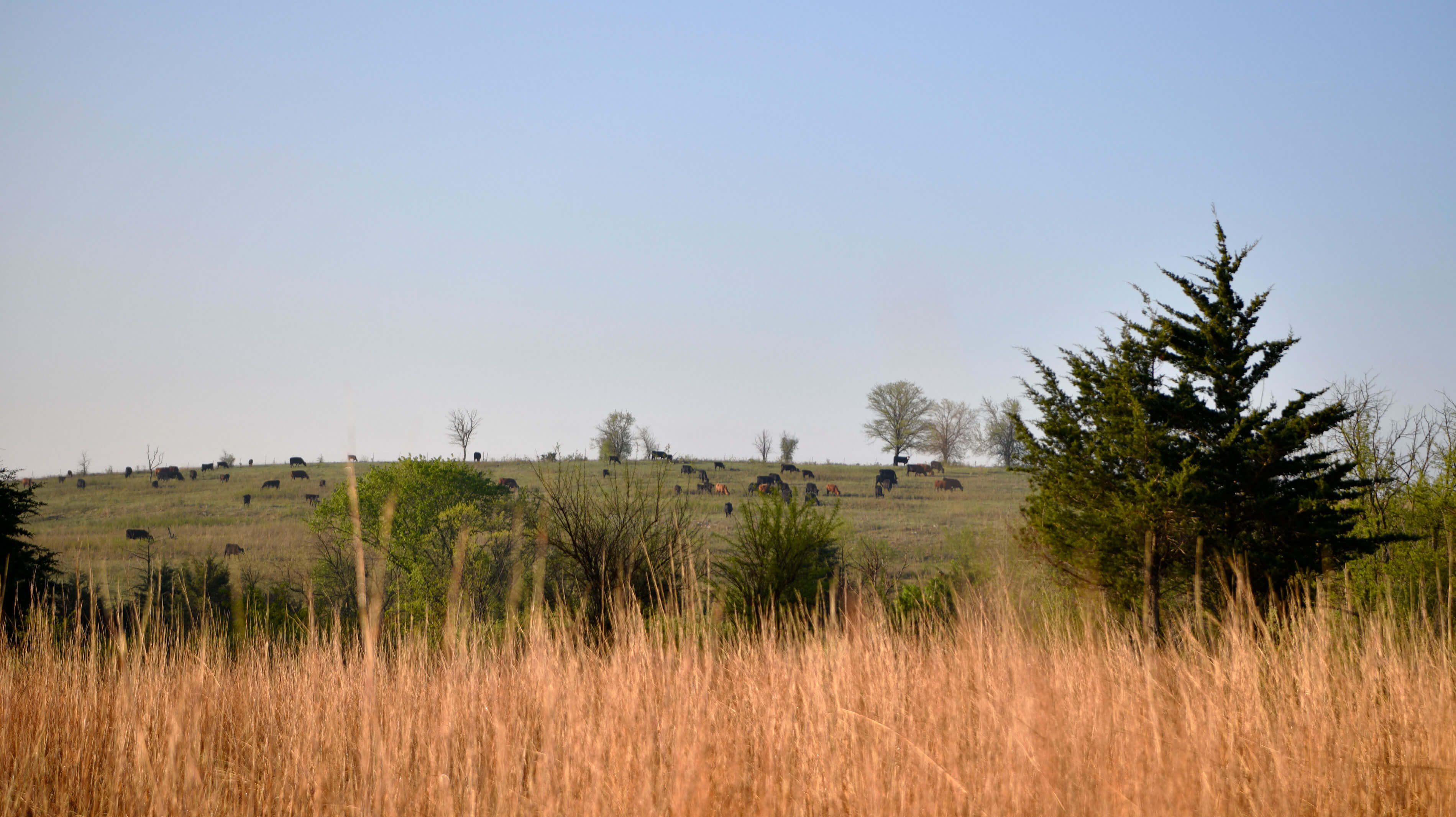 Firegrass Wagyu ranch landscape